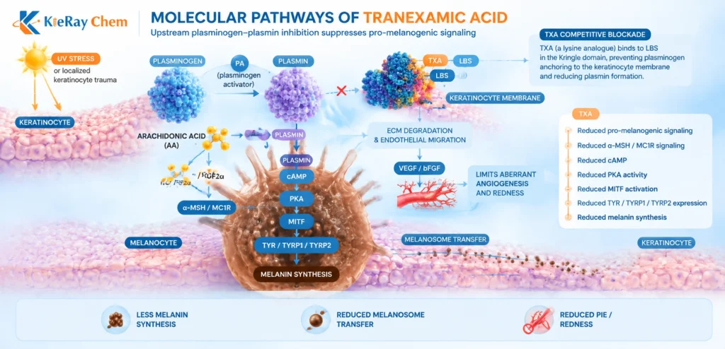 The Ultimate Radiance Molecule: Why Tranexamic Acid Dominates the Global Skincare Market kieray chem tranexamic acid molecular pathways
